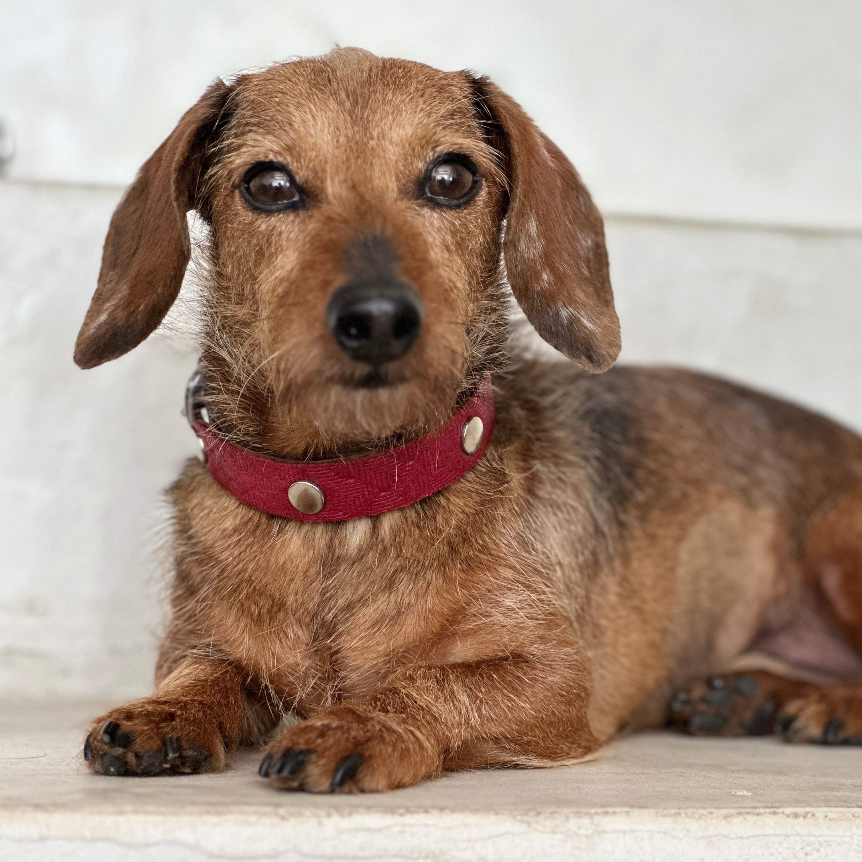 Hund mit Lederhalsband in rot
