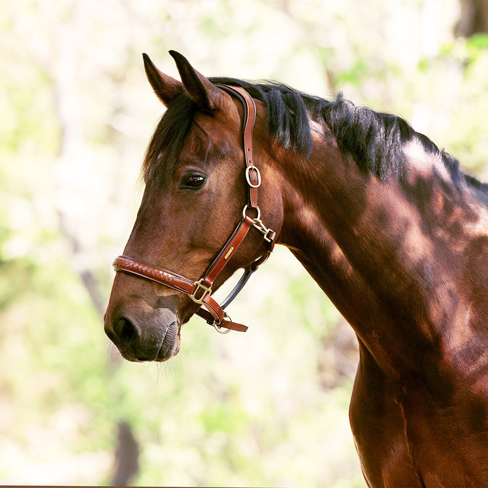 Utzon Equestrian Lederhalfter Olympic aus geflochtenem weichen Leder