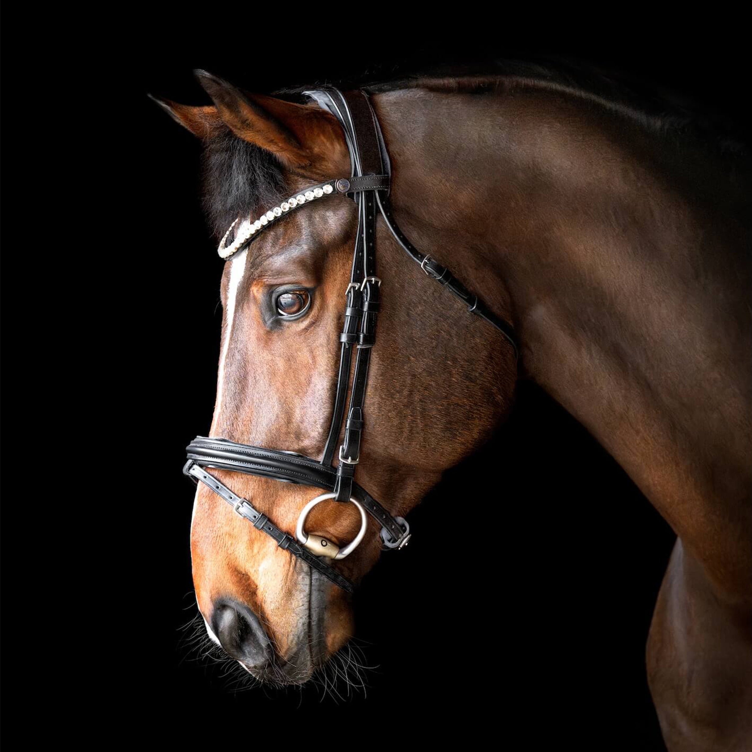 Trense pferd Polster