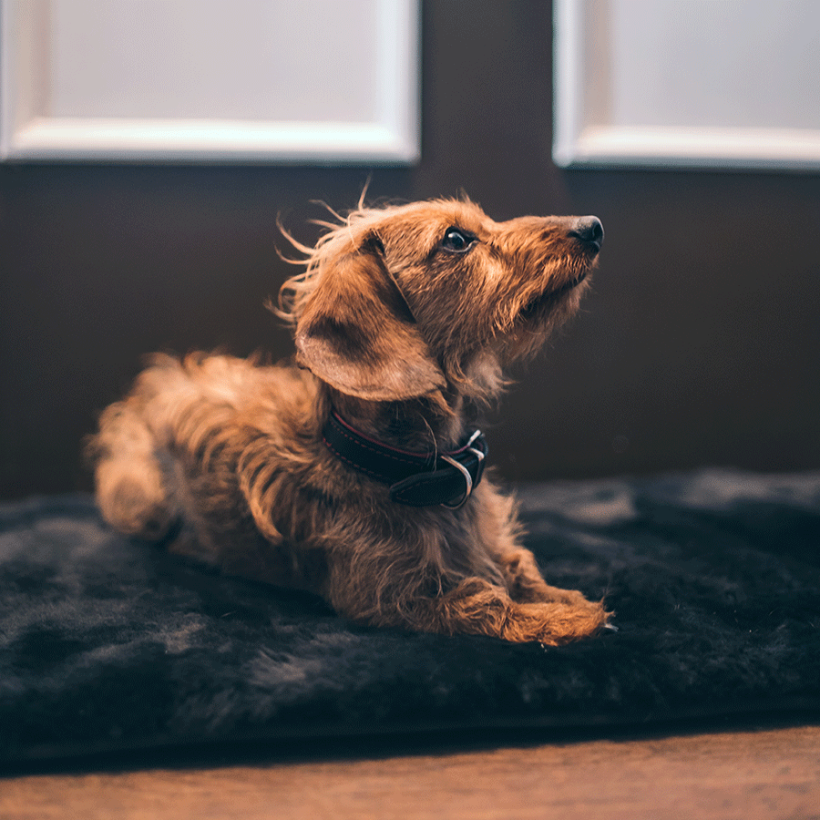 Maybach Hundedecke The Dog's Domain I