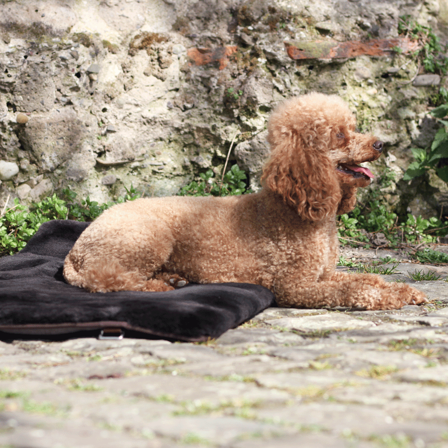 Maybach Hundedecke The Dog's Domain II