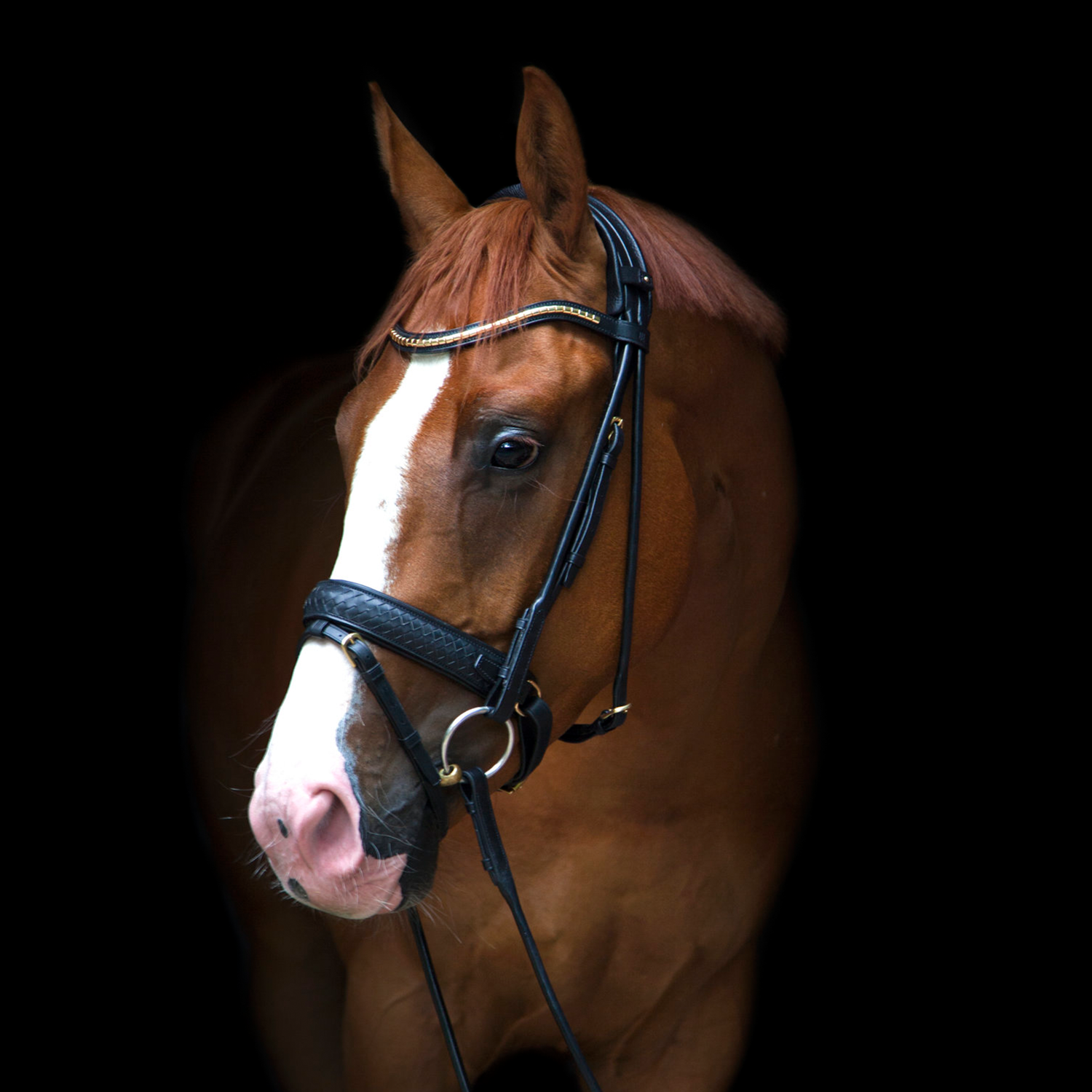 Utzon Equestrian Trense Olympic geflochtenes Leder, Luxus Trense, Zaumzeug, Reithalfter