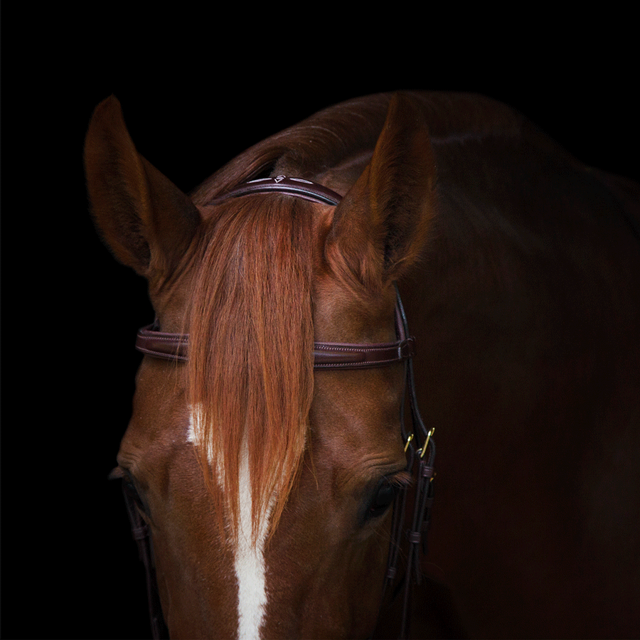 Utzon Equestrian Trense Belmond