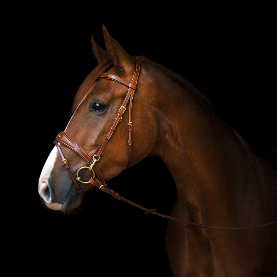 Utzon Equestrian Trense Belmond