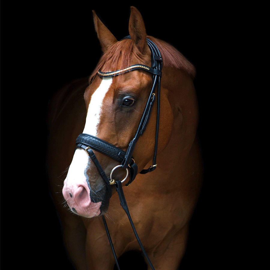 Utzon Equestrian Trense Olympic