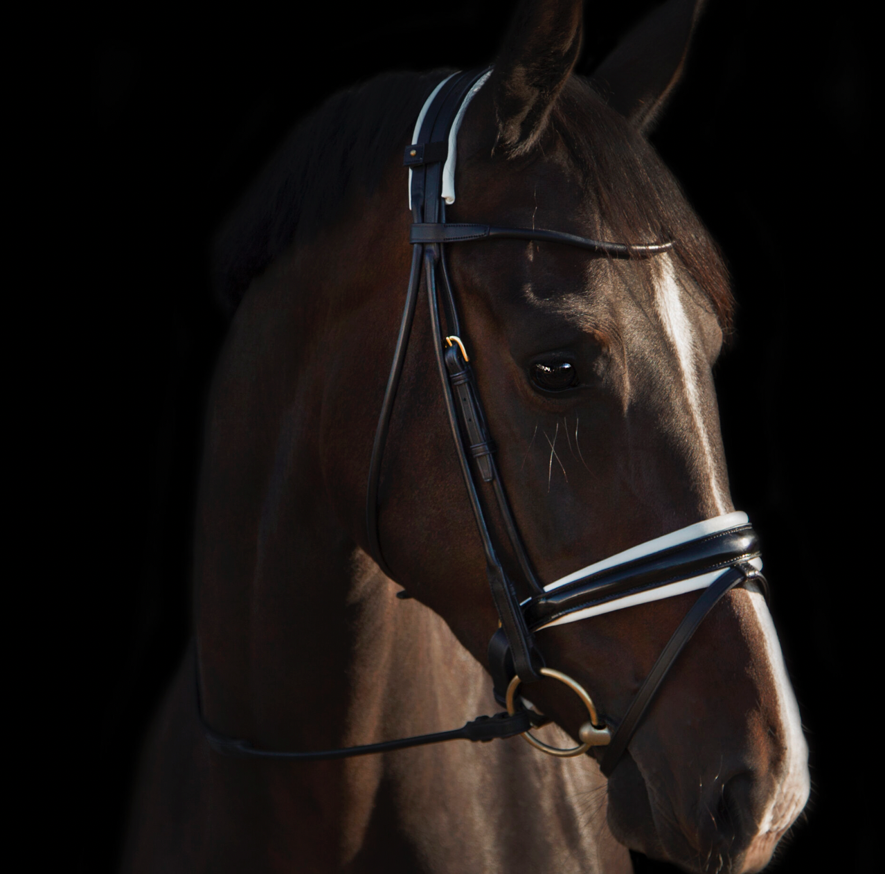 Utzon Bridle Trense Edinburgh