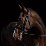utzon kandare olympic double bridle geflochtenes Leder