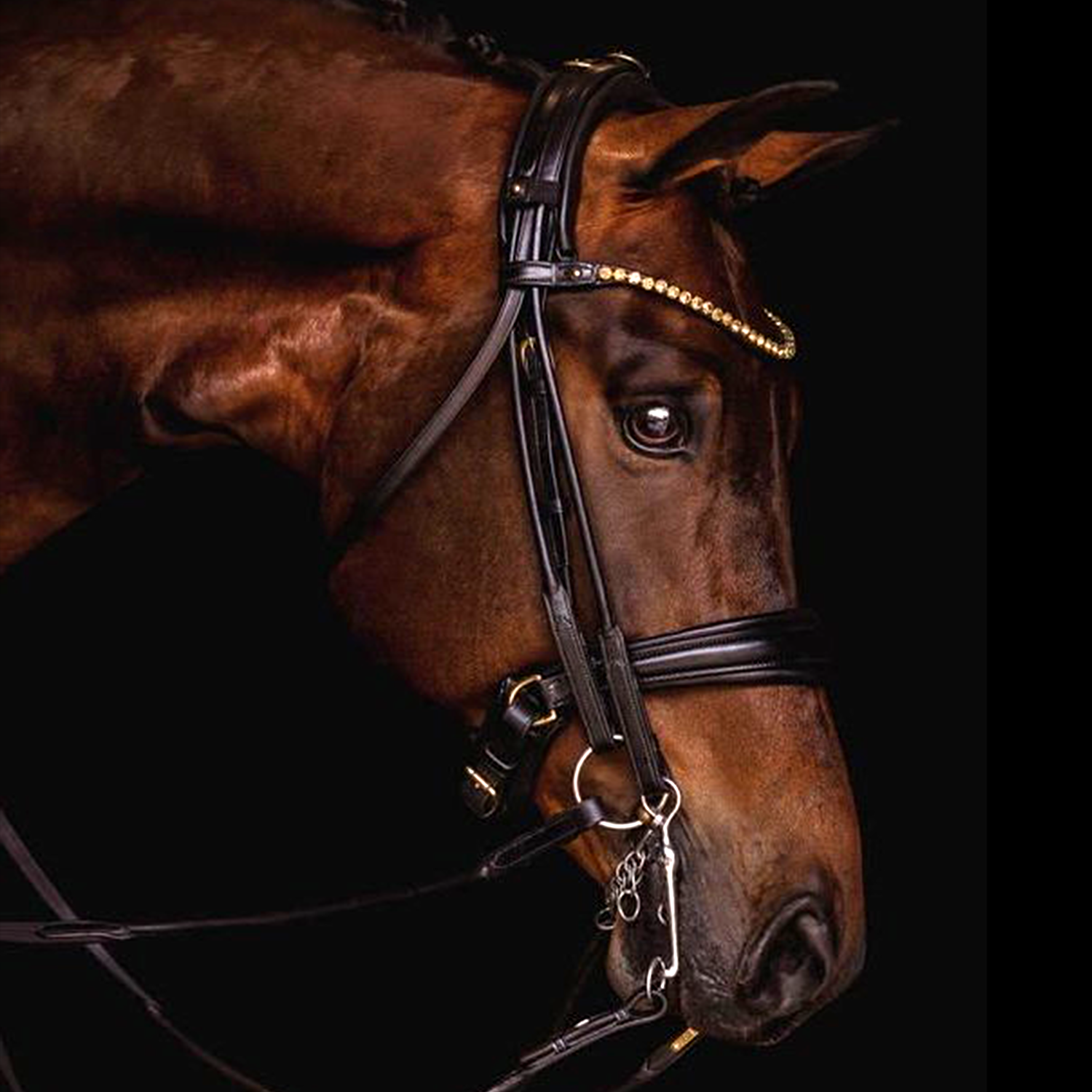 Utzon Equestrian Kandare Edinburgh schwarzes Leder Trense Luxus Zaumzeug, Pferdezaum