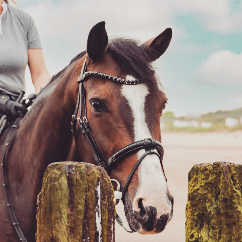 Utzon Equestrian trense Grand Prix schwarz